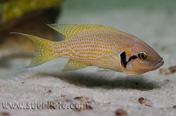 Neolamprologus helianthus 'Kamakonde'